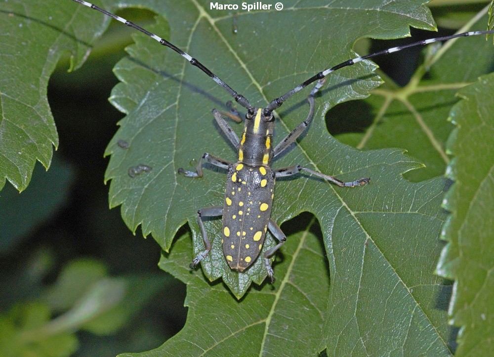 Cerambycidae: Psacothea hilaris